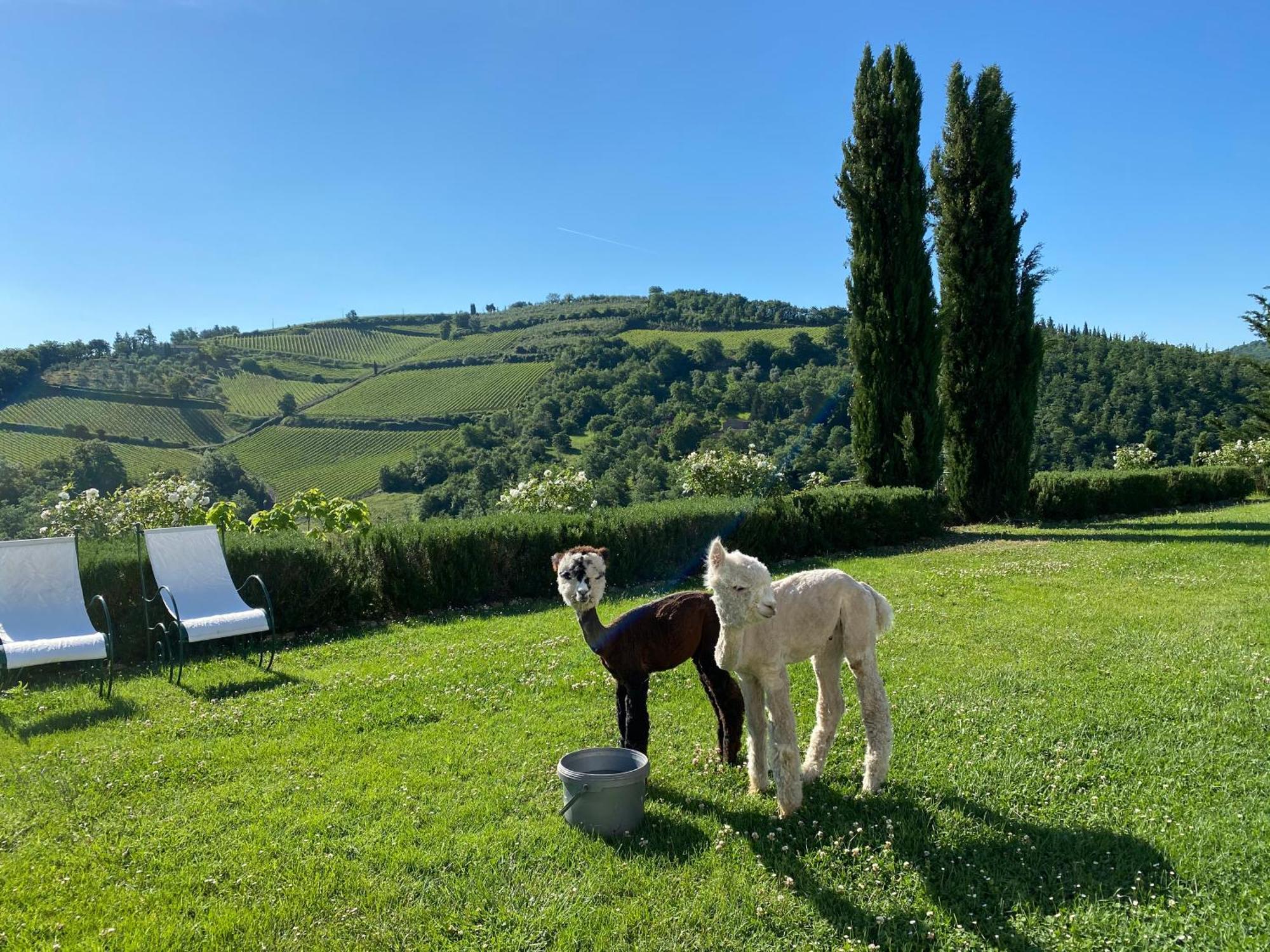 Villa Rignana Chianti Estate, Pool, Tennis,Cook Greve in Chianti Eksteriør bilde